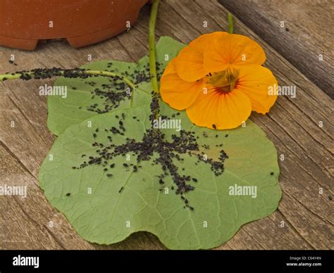 pucerons sur feuille de capucine