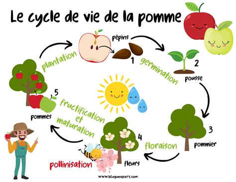 Schéma illustrant le cycle de vie de la pomme, de la nutrition au verger jusqu'au stockage en atmosphère contrôlée