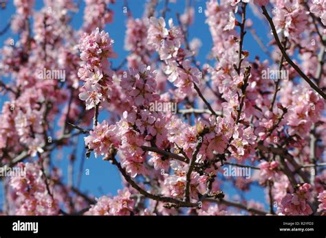 Fleurs d'amandier roses