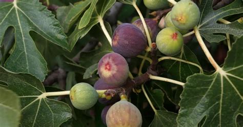 Figues mûres sur un figuier