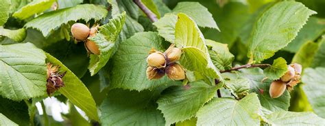 Noisetier avec ses noisettes