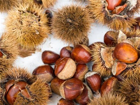 Châtaignes tombées au pied de l'arbre