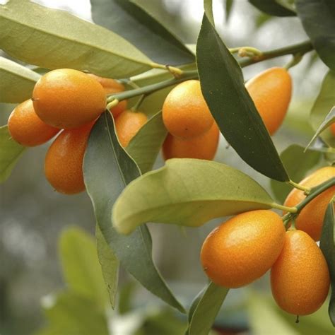 Arbre de Kumquat avec ses petits fruits oranges