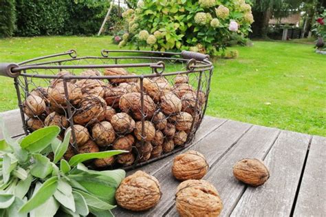 Noix fraîchement récoltées