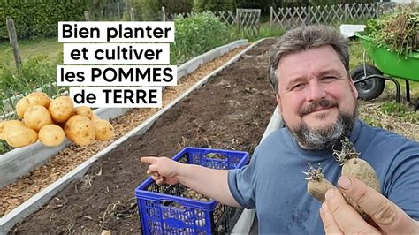 plantation de pommes de terre