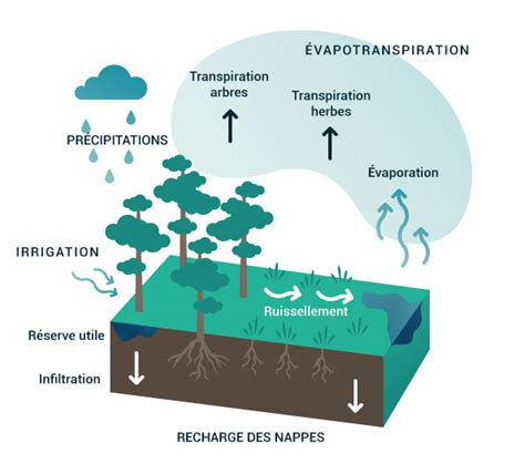 Schéma du modèle à deux réservoirs (racinaire et sous-racinaire) pour le suivi hydrique