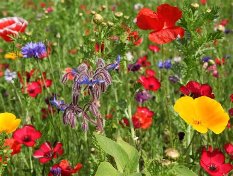 Arrosoir traditionnel sur une prairie fleurie naissante