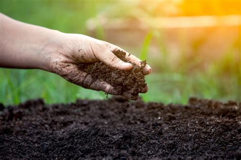 Gros plan sur des mains de jardinier travaillant la terre fertile