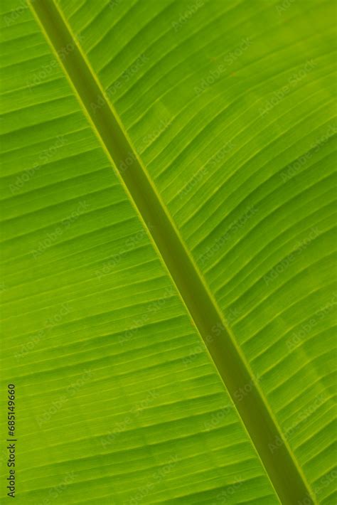 gros plan sur les nervures parallèles caractéristiques d'une feuille de plantain