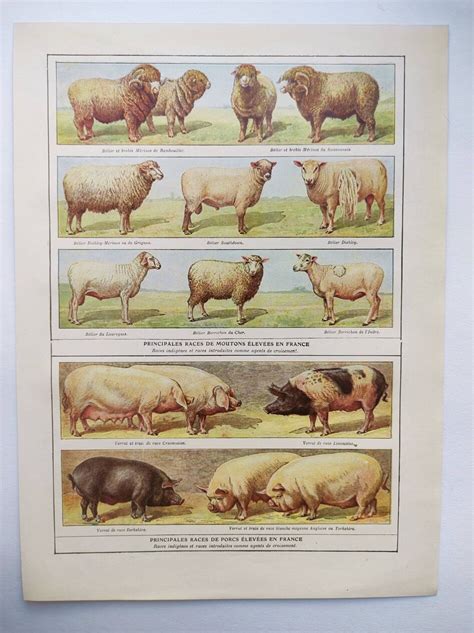 Gravure ancienne de cochons et de charcuterie