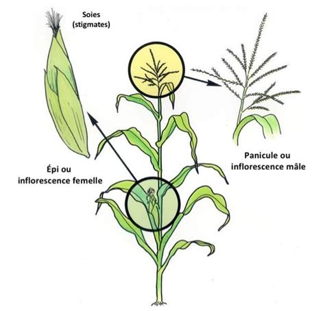 Schéma illustrant la structure d'un pied de maïs avec ses fleurs mâles (panicules) au sommet et ses fleurs femelles (épis) sur la tige