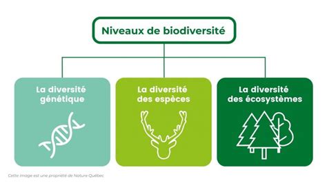 Schéma explicatif de l'inventaire de la biodiversité et de la gestion des arbres urbains