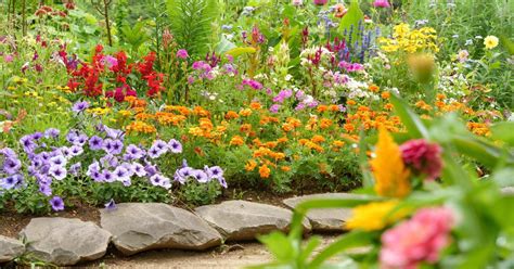 Fleurs colorées dans un potager