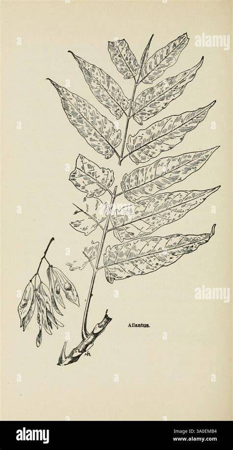 illustration botanique détaillée d'une branche de noisetier avec ses chatons et ses feuilles