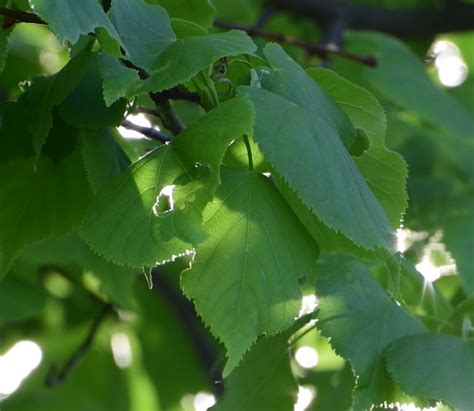 Feuilles de différentes variétés de tilleul