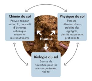 Infographie comparant la structure d'un sol riche en humus (issu de compost) et d'un sol pauvre, mettant en avant la porosité et la biodiversité.