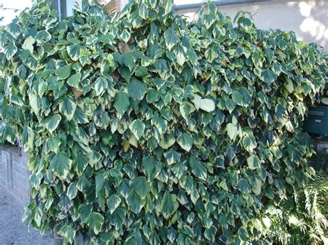 Vue d'ensemble d'un mur recouvert par le feuillage panaché de l'Hedera algeriensis ‘Gloire de Marengo’