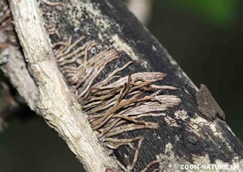 Schéma illustrant la fixation des racines crampons du lierre sur une paroi verticale