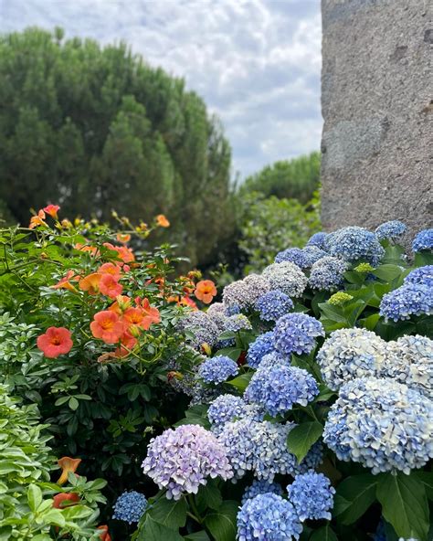 jardin fleuri avec des hortensias bleus