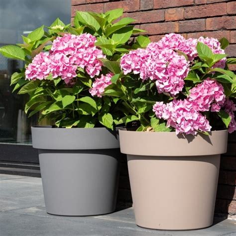 hortensias en pot sur une terrasse