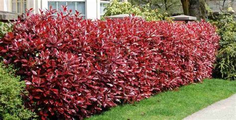 Photinia sain en haie
