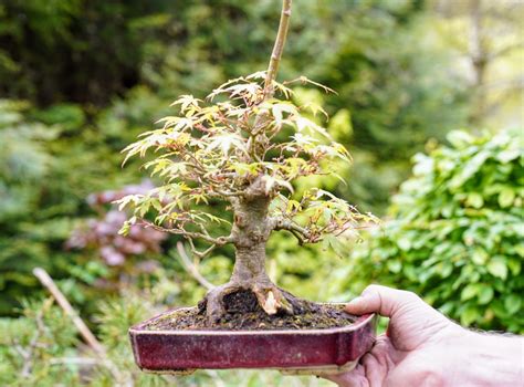 éclaircissage fruits bonsai