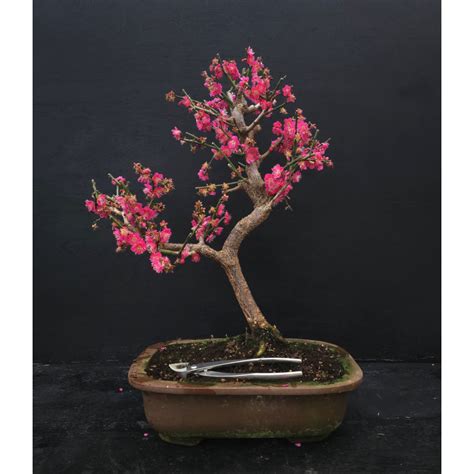 bonsai abricotier du Japon en fleurs