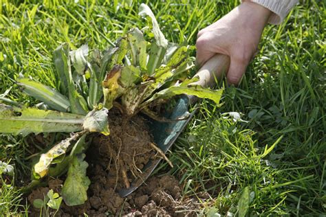 Bâchage de jardin pour éliminer les mauvaises herbes