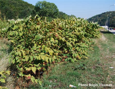 Effets de la renouée du Japon sur l'environnement