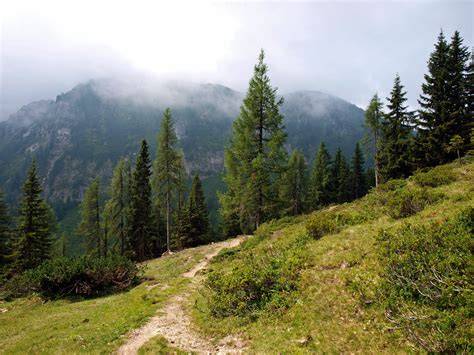Forêt de conifères majestueux en montagne