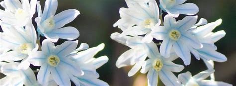 Fleurs de Puschkinia en gros plan