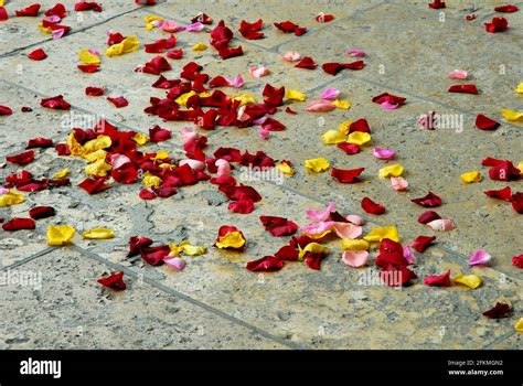 Gros plan sur les lignes bleues distinctives des pétales de Puschkinia