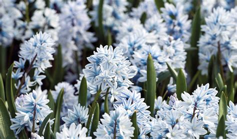 Puschkinia plantée en masse dans un jardin naturalisé