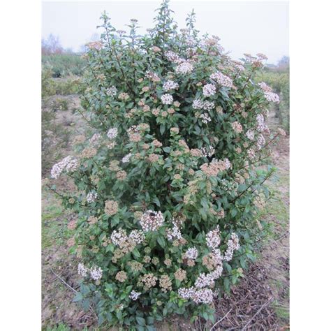 Schéma illustrant le port naturel du Viburnum tinus et les zones de coupe pour une structure équilibrée