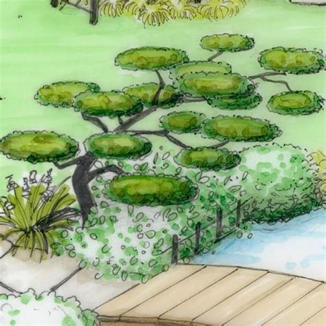 Illustration d'un laurier-tin formé en nuages (Niwaki) dans un jardin zen