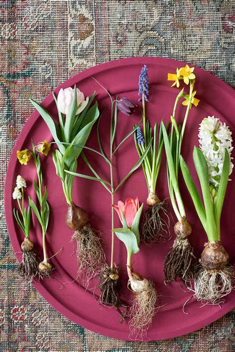 Illustration d'un assortiment de bulbes de printemps aux couleurs variées