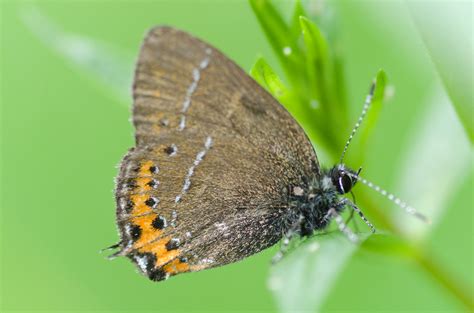 Thécla du Prunier, ailes ouvertes