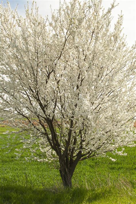 Prunellier sauvage en fleur