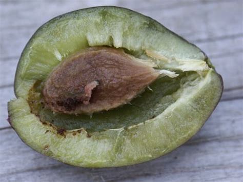 Prune atteinte par le carpocapse, montrant la goutte de gomme