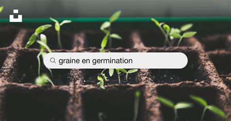 Graine germant