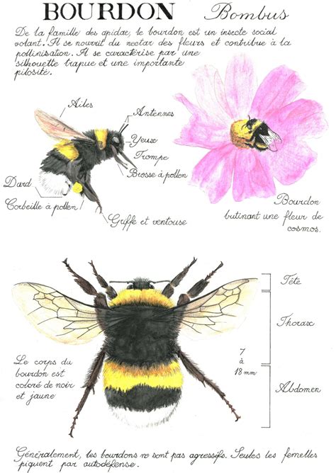 Illustration détaillée de l'anatomie d'un bourdon terrestre montrant sa pilosité dense et ses bandes colorées