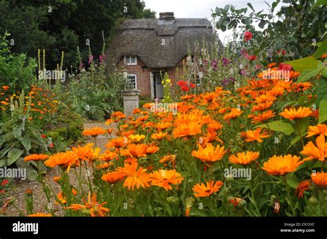 Jardin fleuri avec des coquelicots et des soucis