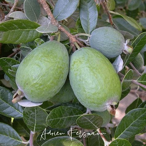 Détail d'un fruit de Feijoa ouvert