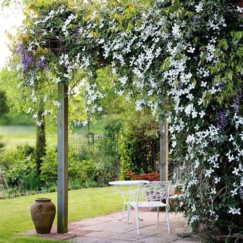 Exemple d'aménagement paysager utilisant une Clematis armandii sur une pergola