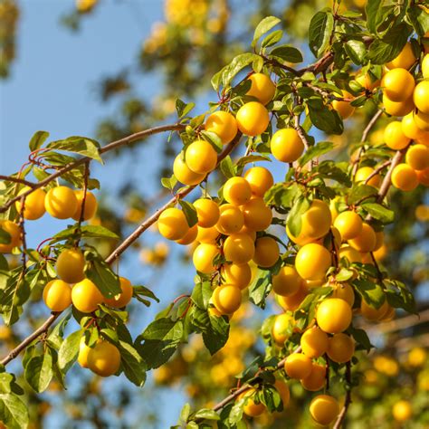 Illustration d'une prune Reine Claude Dorée sur un arbre
