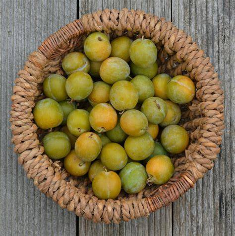 Panier de prunes Reine Claude Dorée fraîchement cueillies