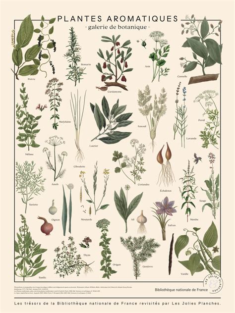 Planche botanique des plantes adaptées aux joints : Thym, Sagine et Ophiopogon