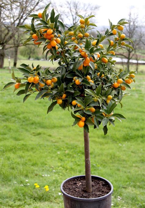 Arbre de Kumquat en fruit