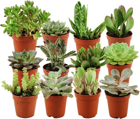 Collection de différentes variétés de succulentes en pot