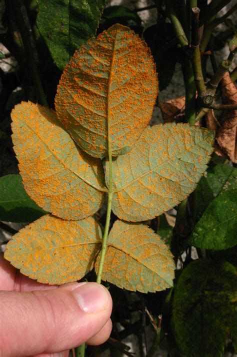 Feuilles de plantes atteintes de rouille